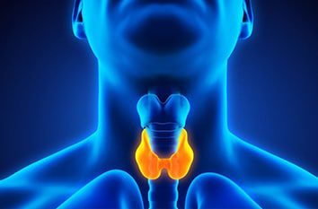 Thyroid in neck